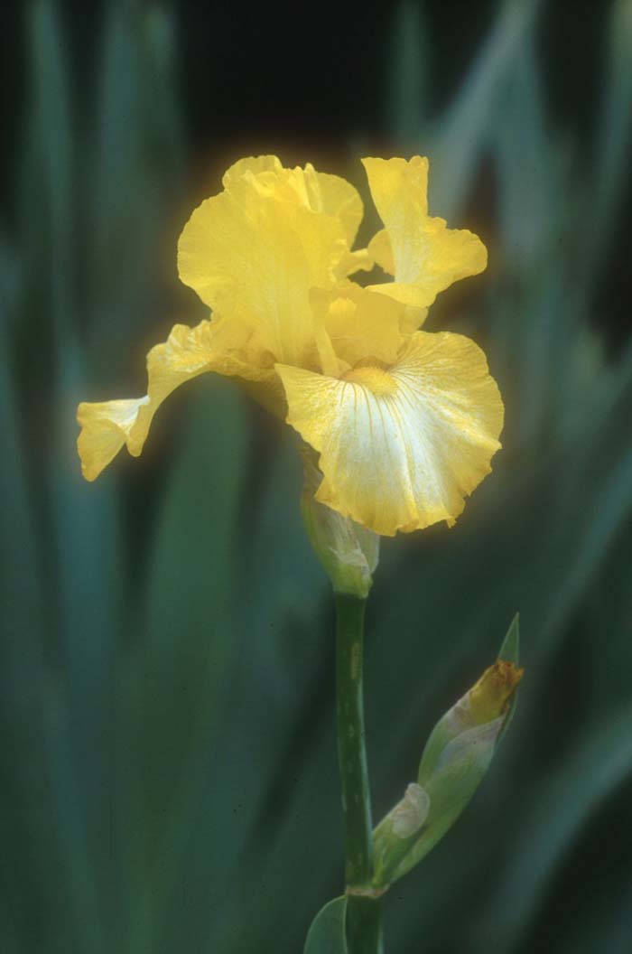 Iris bearded 'Light Beam'