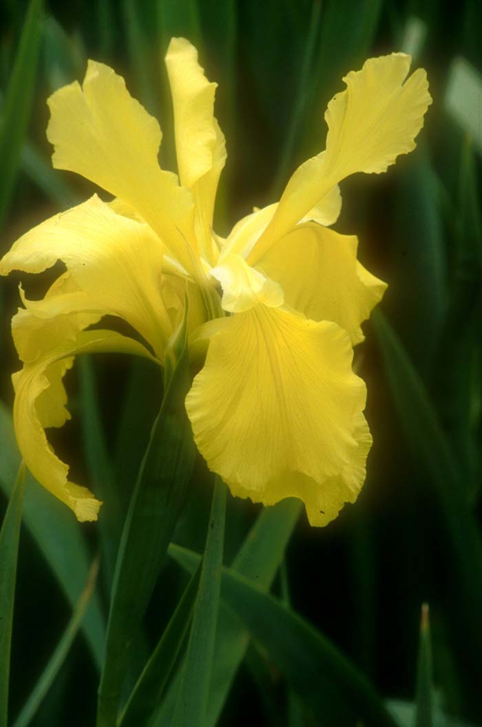 Iris bearded 'Sun Singer'