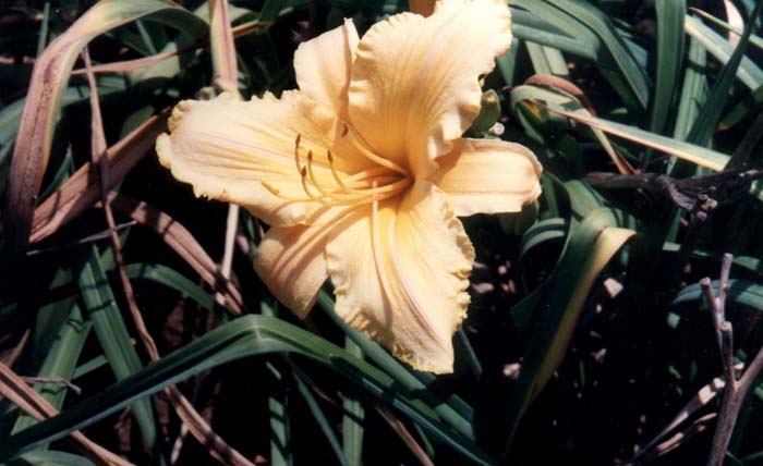 Hemerocallis 'Bahia'