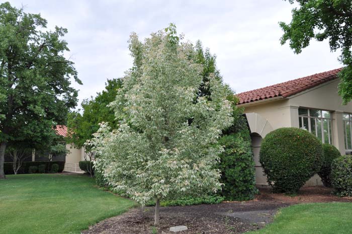 Acer negundo 'Flamingo'