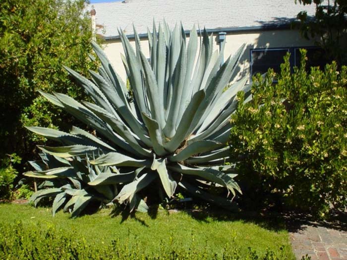 Plant photo of: Agave americana