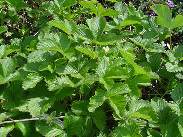 Plant photo of: Fragaria vesca californica