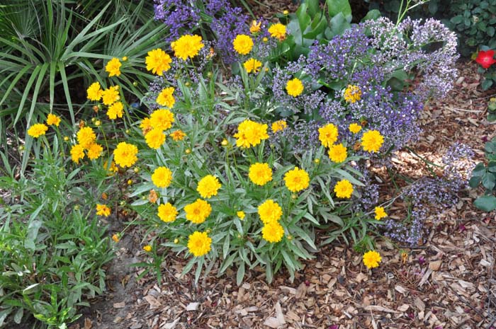 Coreopsis grandiflora 'Double Sunburst'