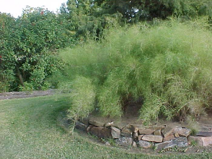 Muhlenbergia dumosa