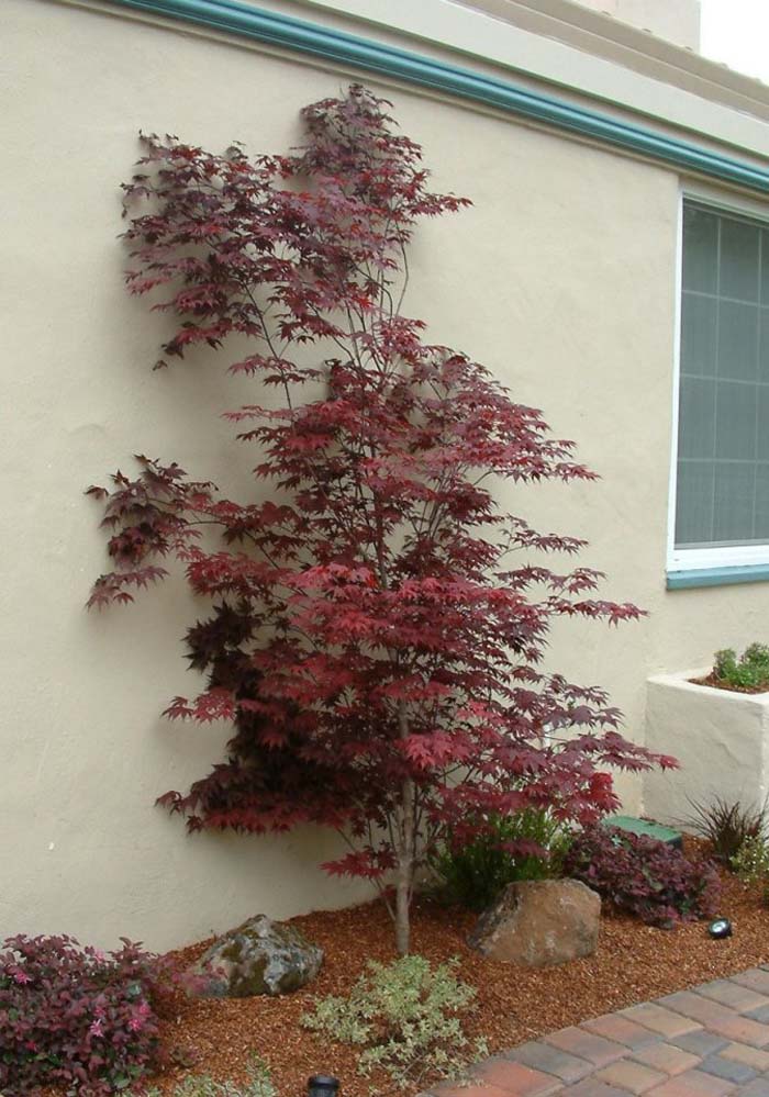 Acer palmatum 'Atropurpureum'