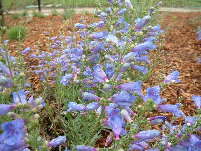 Penstemon heterophyllus