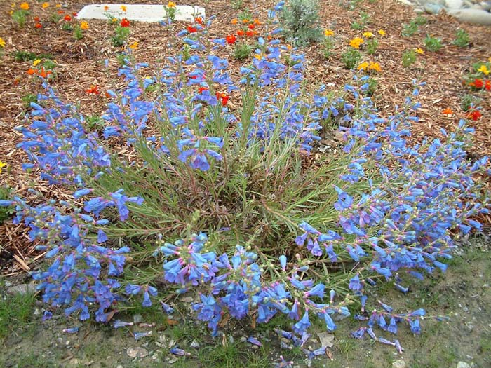 Plant photo of: Penstemon heterophyllus 'Margarita Bop'