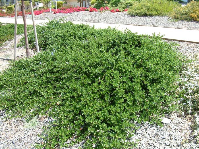 Ceanothus griseus hor. 'Yankee Point'