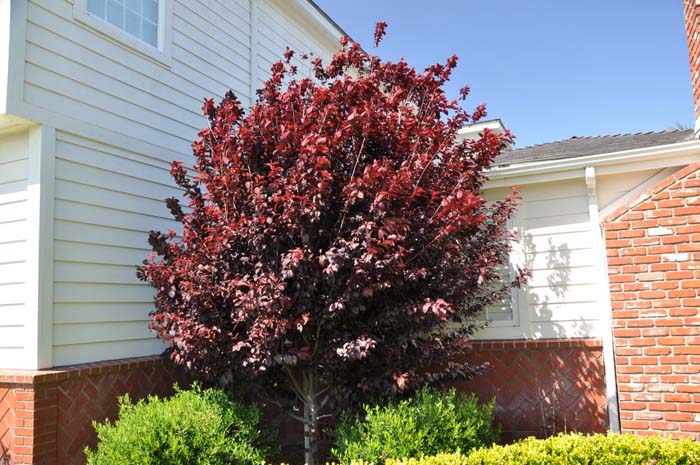 Prunus cerasifera 'Krauter Vesuvius'