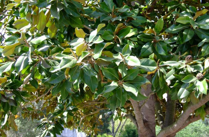 Magnolia grandiflora