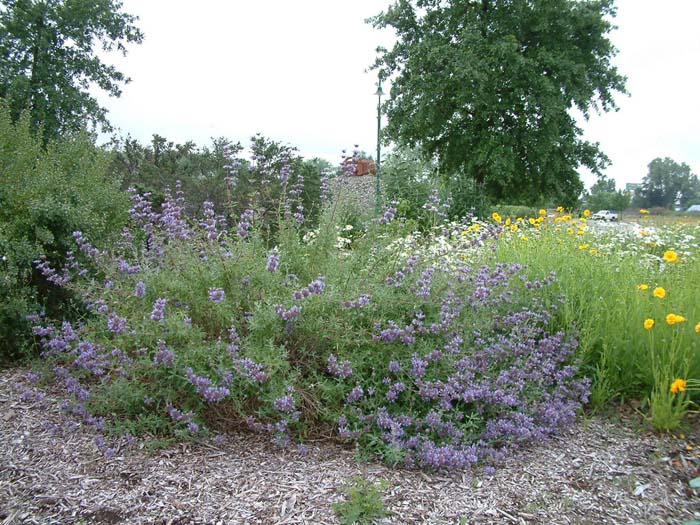 Plant photo of: Salvia 'Allen Chickering'