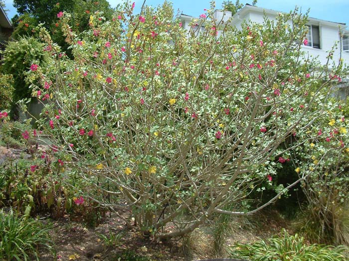 Lavatera assurgentiflora