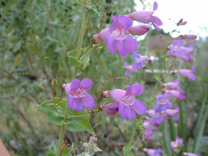 Plant photo of: Penstemon spectabilis