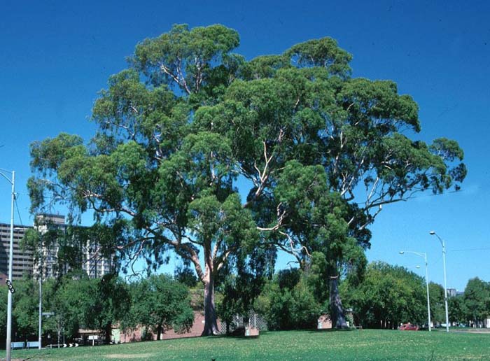 Eucalyptus citriodora