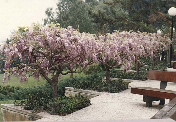 Wisteria floribunda 'Rosea'