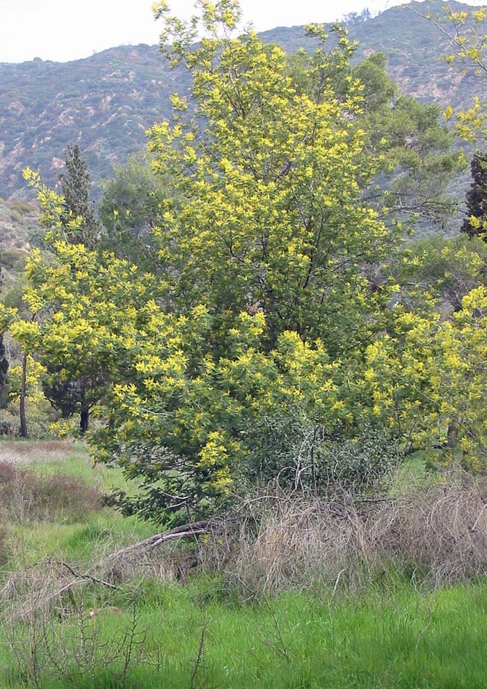 Acacia baileyana