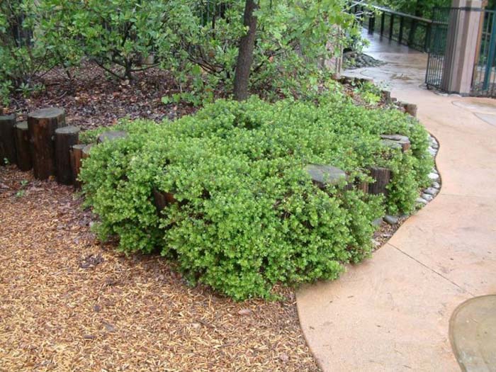 Arctostaphylos 'Emerald Carpet'