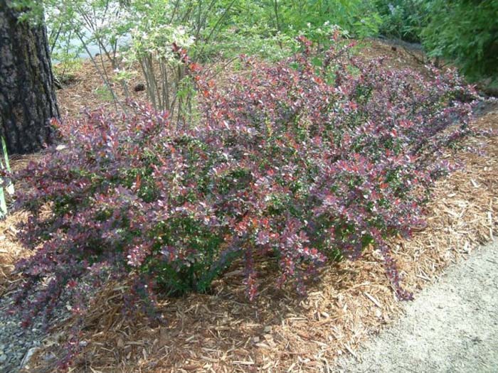 Plant photo of: Berberis thunbergii 'Crimson Pygmy'