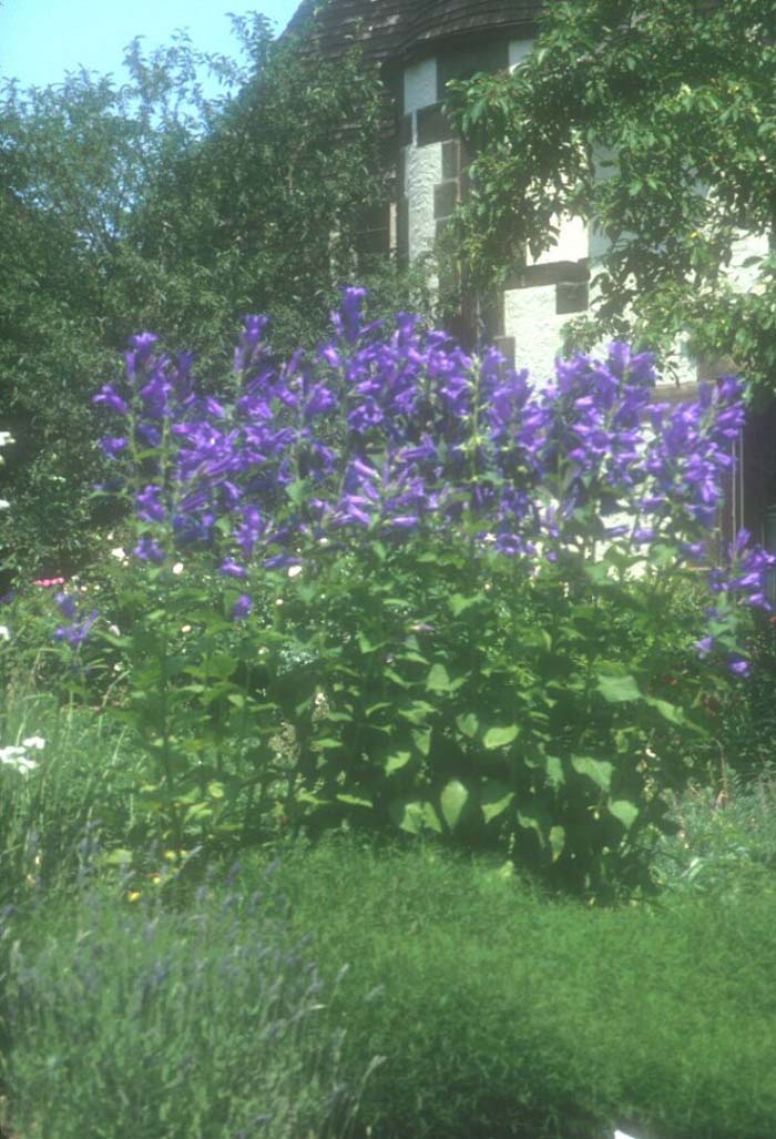 Campanula latifilia