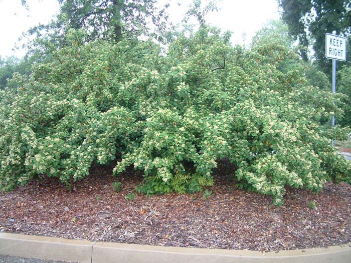 Cotoneaster lacteus