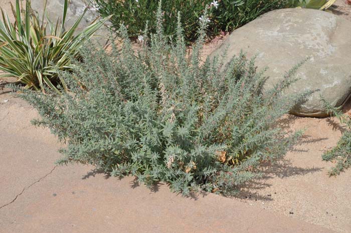 Epilobium canum