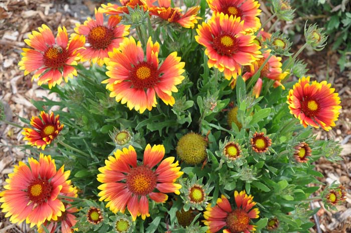 Plant photo of: Gaillardia X grandiflora