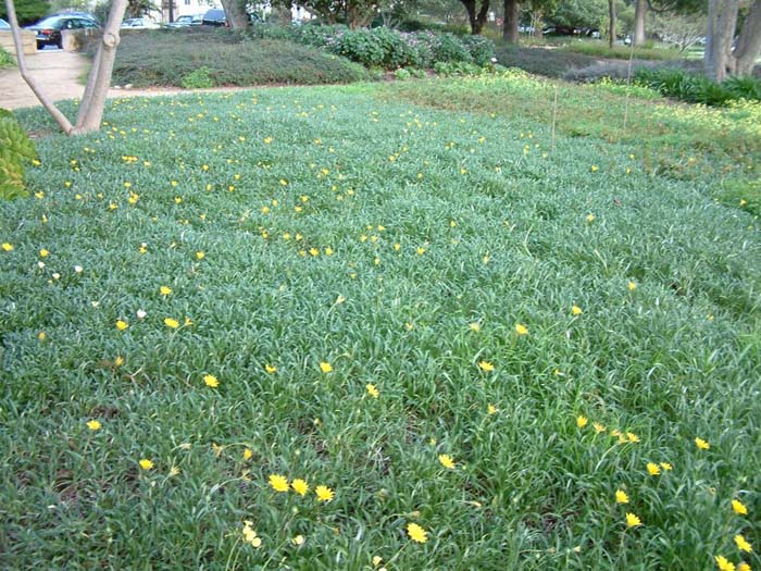 Gazania 'Mitsua Yellow'