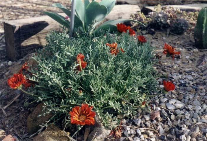 Gazania X rigens leucolaena