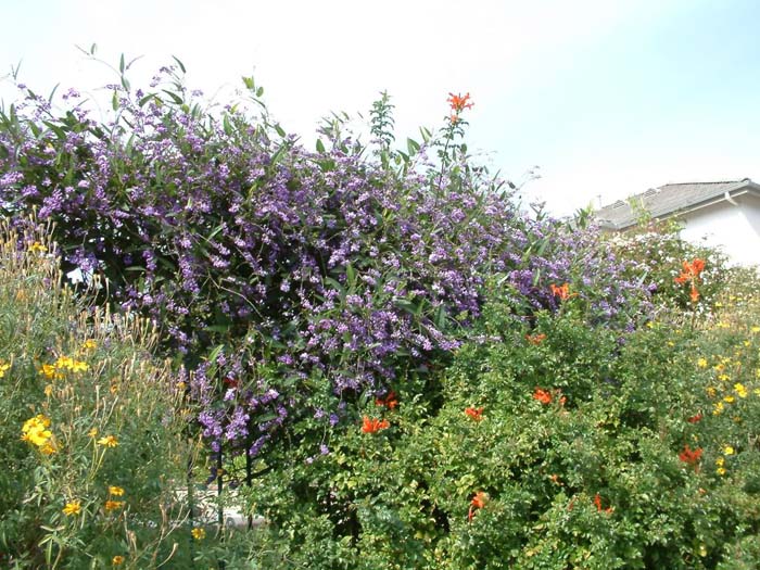 Hardenbergia violacea 'Rosea'