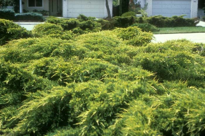 Juniperus chinensis 'Pfitzeriana Aurea'