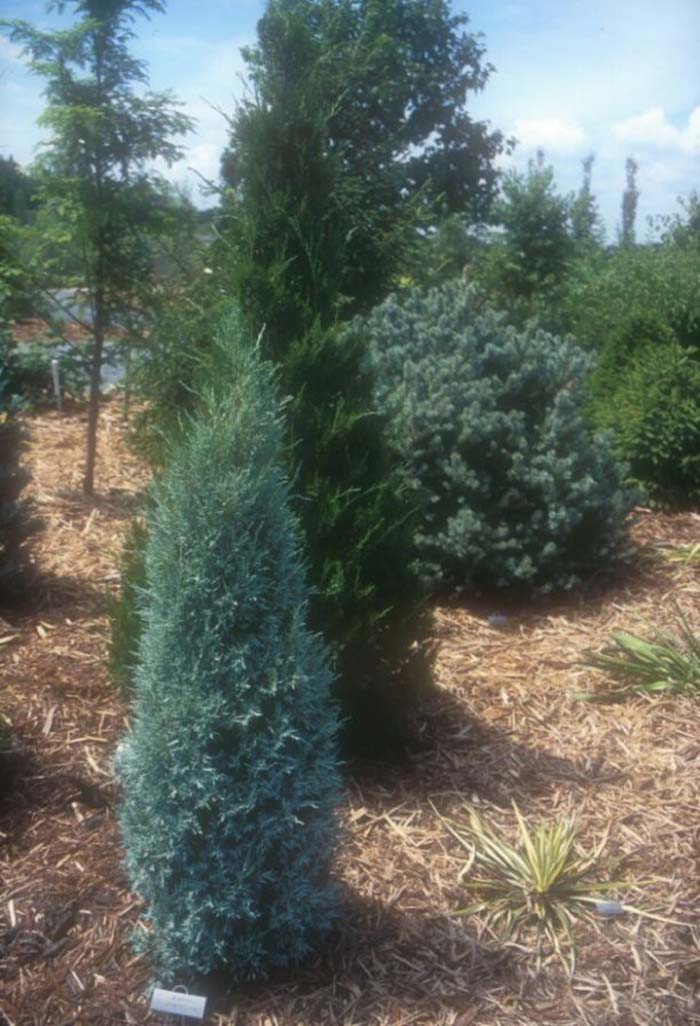 Juniperus scopulorum 'Gray Gleam'