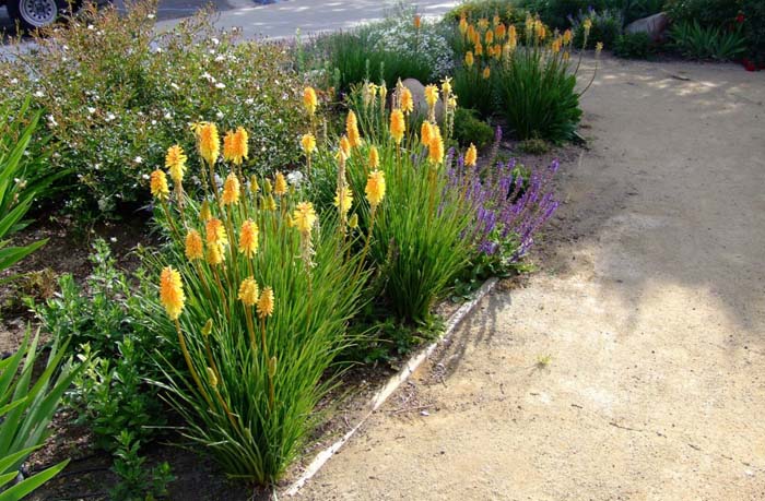 Kniphofia hybrids