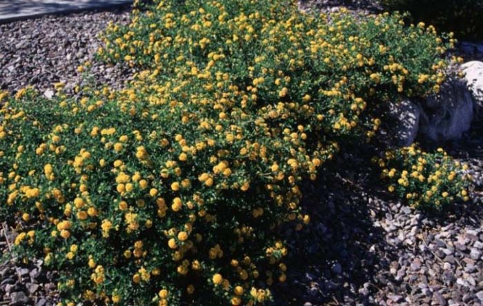 Plant photo of: Lantana 'New Gold'