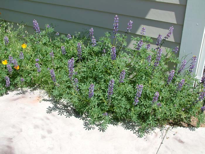 Arroyo Lupine