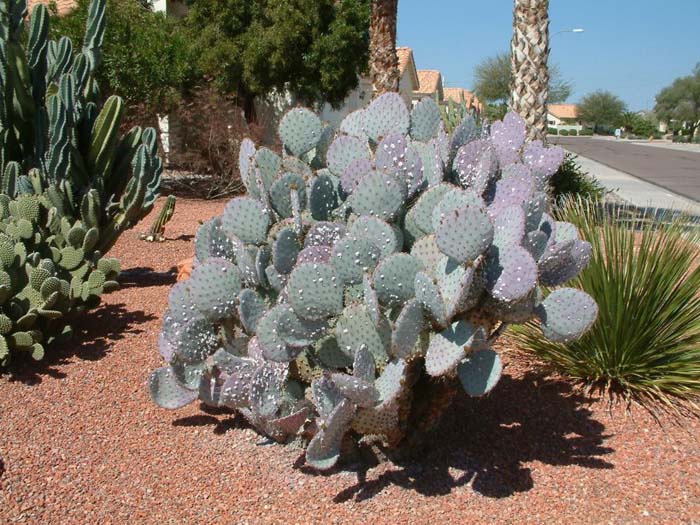 Opuntia macrocentra