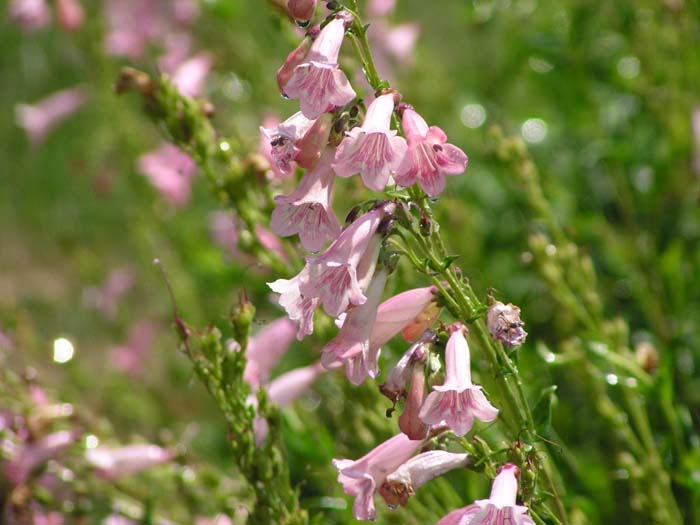 Penstemon 'Apple Blossom'