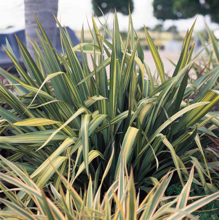 Phormium 'Radiance'