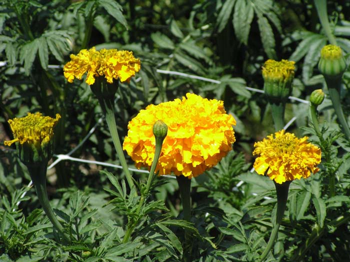 Tagetes erecta