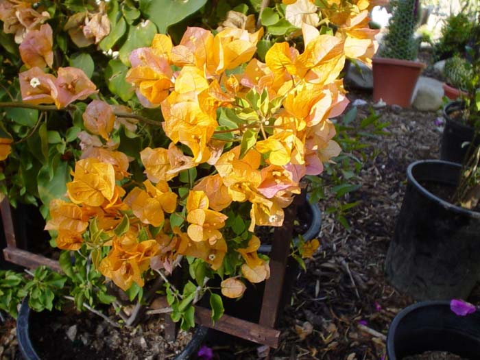 Bougainvillea 'California Gold'