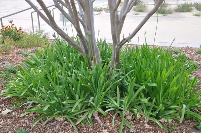 Plant photo of: Agapanthus hybrids