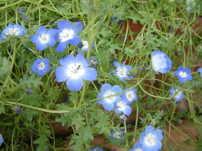 Nemophila menziesii