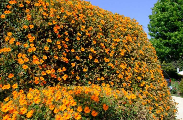 Thunbergia gregorii