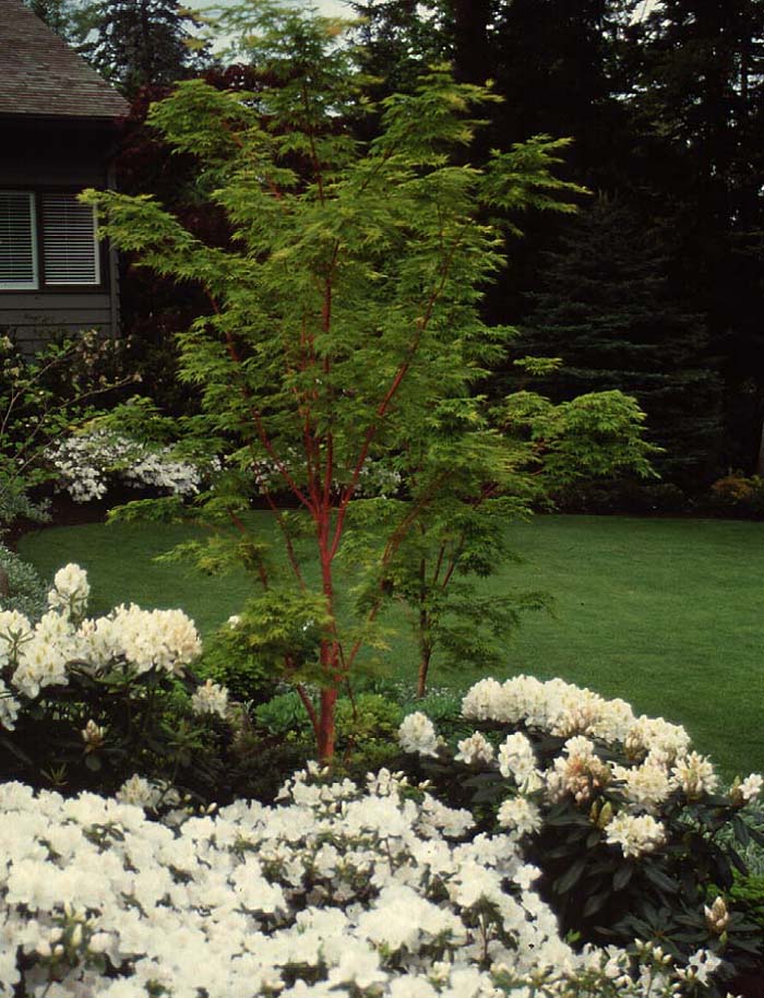 Acer palmatum 'Sango Kaku'