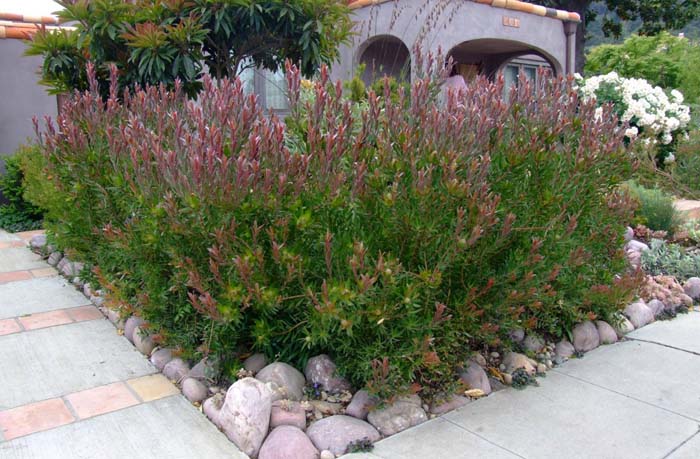 Protea cynaroides