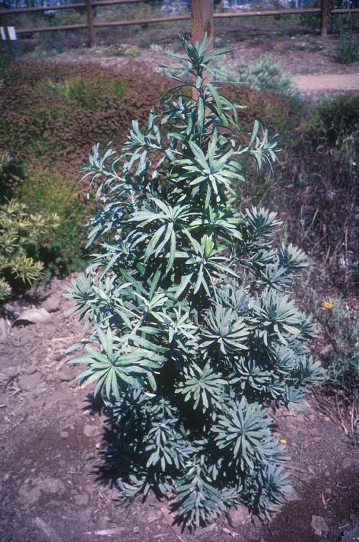 Podocarpus latifolius