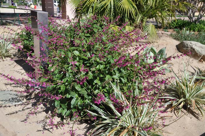 Plant photo of: Salvia chiapensis