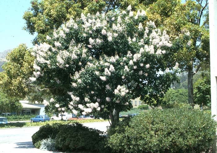 Calodendrum capense