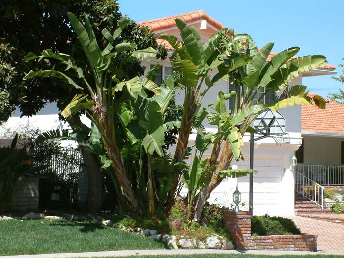 Strelitzia nicolai