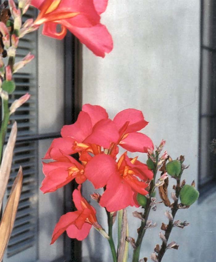 Canna X generalis (assorted varieties)