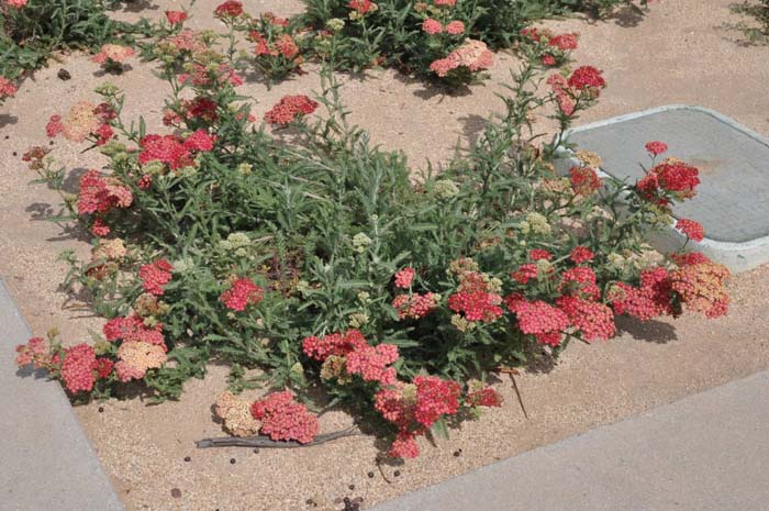 Achillea millefolium 'Paprika'